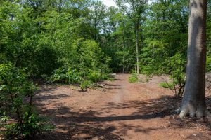 Bosgebied Oude Draaiboom in de wijk Koolhoven in Tilburg